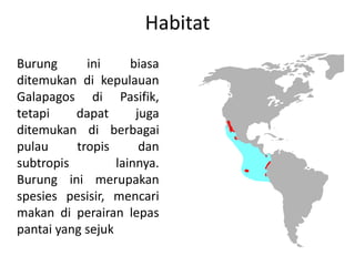 Habitat
Burung ini biasa
ditemukan di kepulauan
Galapagos di Pasifik,
tetapi dapat juga
ditemukan di berbagai
pulau tropis dan
subtropis lainnya.
Burung ini merupakan
spesies pesisir, mencari
makan di perairan lepas
pantai yang sejuk
 