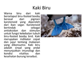 Kaki Biru
Warna biru dari kaki
berselaput biru-footed booby
berasal dari pigmen
karotenoid yang diperoleh
dari ikan segar. Karotenoid
bertindak sebagai
antioksidan dan stimulan
untuk fungsi kekebalan tubuh
biru-footed booby bird. Kaki
merupakan indikator cepat
dan jujur tentang makanan
yang dikonsumsi. Kaki biru
adalah sinyal yang andal
menunjukkan imunologi dan
kondisi vitalitas dan
kesehatan burung tersebut.
 