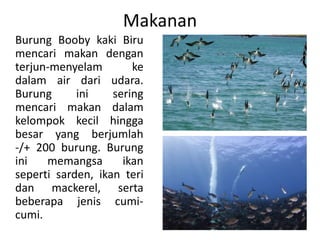 Makanan
Burung Booby kaki Biru
mencari makan dengan
terjun-menyelam ke
dalam air dari udara.
Burung ini sering
mencari makan dalam
kelompok kecil hingga
besar yang berjumlah
-/+ 200 burung. Burung
ini memangsa ikan
seperti sarden, ikan teri
dan mackerel, serta
beberapa jenis cumi-
cumi.
 