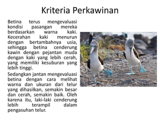 Kriteria Perkawinan
Betina terus mengevaluasi
kondisi pasangan mereka
berdasarkan warna kaki.
Kecerahan kaki menurun
dengan bertambahnya usia,
sehingga betina cenderung
kawin dengan pejantan muda
dengan kaki yang lebih cerah,
yang memiliki kesuburan yang
lebih tinggi.
Sedangkan jantan mengevaluasi
betina dengan cara melihat
warna dan ukuran dari telur
yang dihasilkan, semakin besar
dan cerah, semakin baik. Oleh
karena itu, laki-laki cenderung
lebih terampil dalam
pengasuhan telur.
 