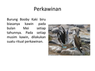 Perkawinan
Burung Booby Kaki biru
biasanya kawin pada
bulan Mei setiap
tahunnya. Pada setiap
musim kawin, dilakukan
suatu ritual perkawinan.
 