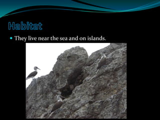 HabitatThey live near the sea and on islands.