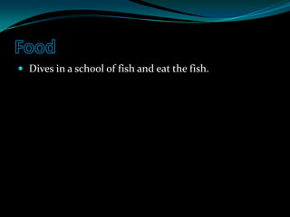 Food Dives in a school of fish and eat the fish.