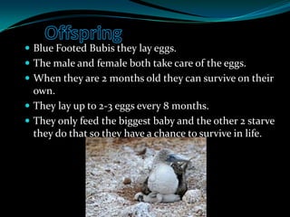OffspringBlue Footed Bubisthey lay eggs.The male and female both take care of the eggs.When they are 2 months old they can survive on their own.They lay up to 2-3 eggs every 8 months.They only feed the biggest baby and the other 2 starve they do that so they have a chance to survive in life.