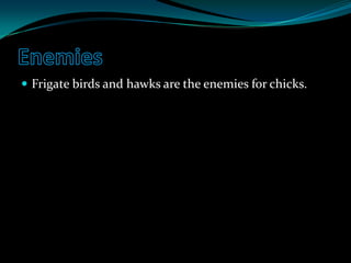 EnemiesFrigate birds and hawks are the enemies for chicks.