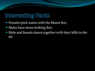 Interesting FactsFemales pick mates with the bluest feet.Males have more striking feet.Male and female dance together with their bills in the air.