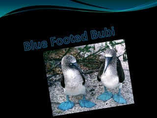 Blue Footed Bubi 