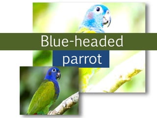 Blue-headed
parrot
 