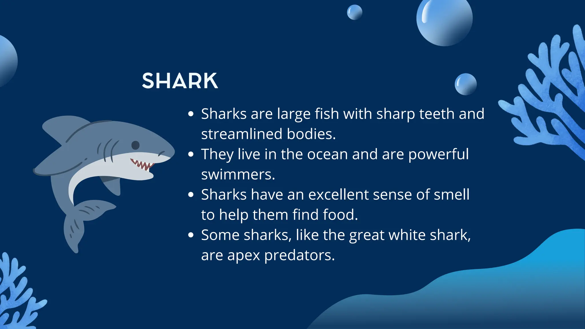 Facts About Ocean Animals