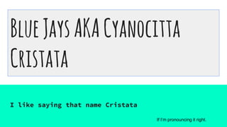 BlueJaysAKACyanocitta
Cristata
I like saying that name Cristata
If I’m pronouncing it right.
 
