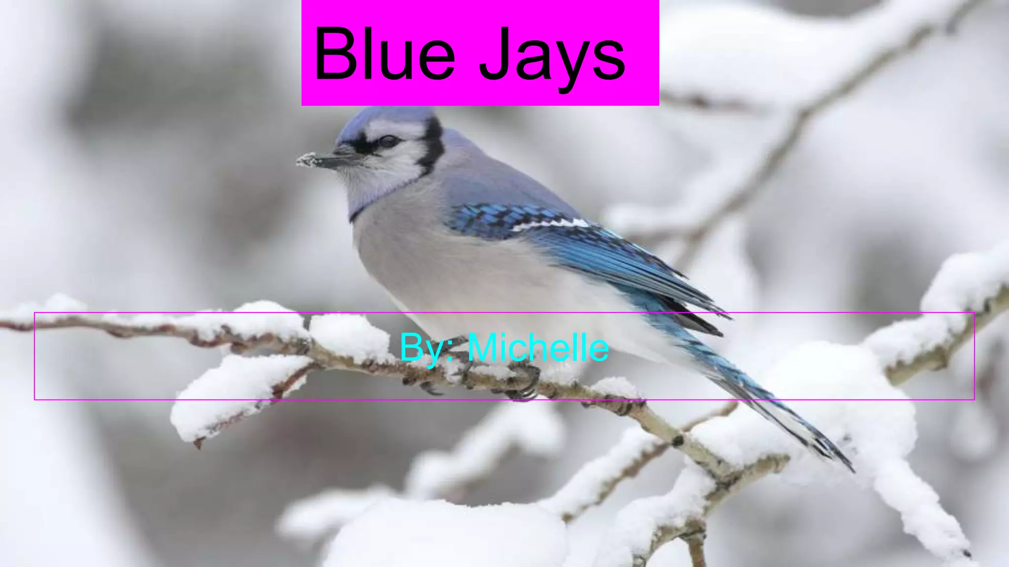 Blue Jays | PPT