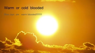 Warm or cold blooded
Blue Jays are warm blooded!!!!!!!!!
 