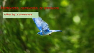 Herbivores, carnivores, or omnivore.
A Blue Jay is an omnivore..
 