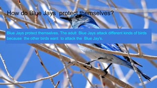 Blue Jays | PPT