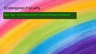 Endangered,if so,why
Blue Jays are of least concern in terms of being endangered.
 