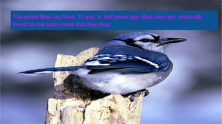 Blue Jays | PPT