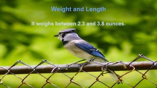 Weight and Length
It weighs between 2.3 and 3.8 ounces.
 