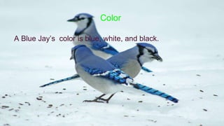 A Blue Jay’s color is blue, white, and black.
 