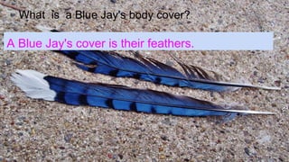 What is a Blue Jay's body cover?
A Blue Jay's cover is their feathers.
 