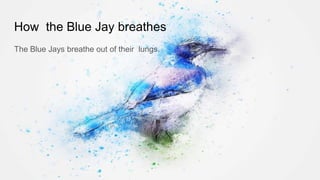 How the Blue Jay breathes
The Blue Jays breathe out of their lungs.
 