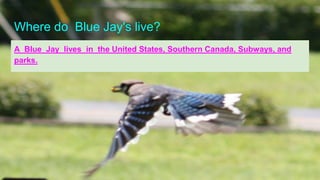 Where do Blue Jay's live?
A Blue Jay lives in the United States, Southern Canada, Subways, and
parks.
 
