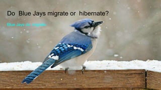 Do Blue Jays migrate or hibernate?
Blue Jays do migrate.
 