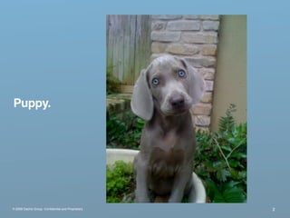 Puppy.




® 2009 Dachis Group. Conﬁdential and Proprietary   2
 