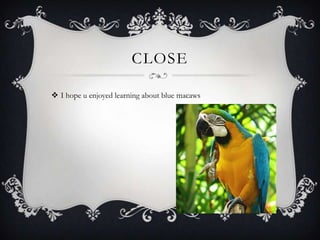CLOSE

 I hope u enjoyed learning about blue macaws
 