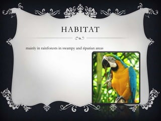 HABITAT

mainly in rainforests in swampy and riparian areas
 