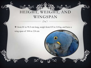 HEIGHT, WEIGHT, AND
          WINGSPAN

 from 81 to 91.5 cm long, weigh from 0.9 to 1.8 kg, and have a
wing span of 104 to 114 cm
 