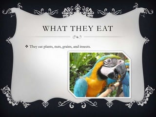 WHAT THEY EAT

 They eat plants, nuts, grains, and insects.
 