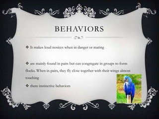 BEHAVIORS

 It makes loud nosices when in danger or mating



 are mainly found in pairs but can congregate in groups to form
flocks. When in pairs, they fly close together with their wings almost
touching

 there instinctive behaviors
 