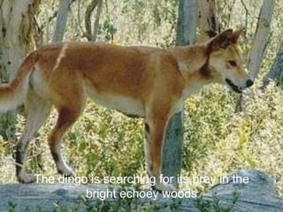 The dingo is searching for its prey in the 
bright echoey woods 
 