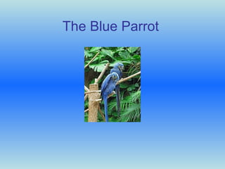 The Blue Parrot 