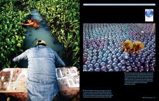 Developing countries with access to improved water and sanitation enjoy average annual growth rates more than 30 times countries without such access.




                                                                                                     Two Chinese soldiers check bottled water in Harbin after the
                                                                                                  city’s 3.8 million residents lost access to drinking water for five days due
                                                                                                  to a chemical plant explosion in 2005. The initial announcement of water
                                                                                                  stoppages led to panic buying of water and food, sending prices soaring.
                                                                                                  Authorities said there was no sign that the city’s water supply had been
                                                                                                  contaminated, but the Beijing News showed pictures of dead fish washed
                                                                                                  up on the banks of the Songhua River near the city of Jilin. 
                                                                                                      Chen Nan, epa, Corbis




   Lago de Chapala , in the Mexican state of Jalisco, has shrunk to
a quarter of its original size and has DDT levels 3,400 times higher than
regulations allow. Sewage and fertilizer runoff have fed huge algae blooms,
and at certain times of the year it becomes difficult for indigenous people to
navigate the lake in their small fishing boats.     Anders Hansson, WPN
                                                                                                                                                 We're All Downstream  101
 