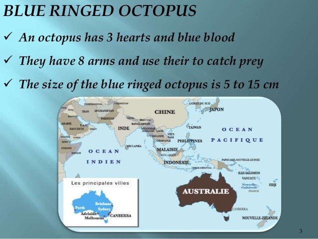 Blue ringed octopus