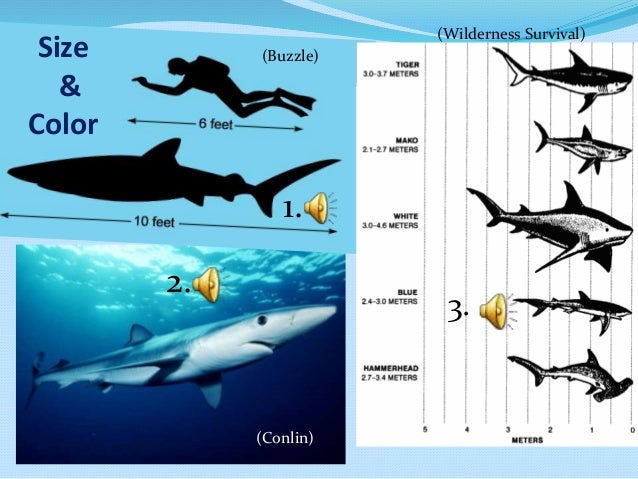 blue shark presentation blue shark size