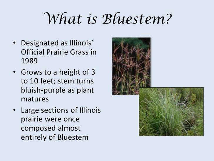 Bluestem Award Booktalk