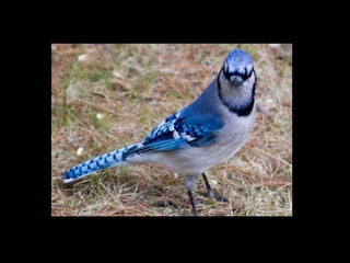 Blue story