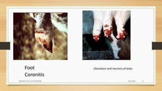 24-09-2020ABHIJITH SP CVAS POOKODE 11
Foot
Coronitis
Ulceration and necrosis of teats
 