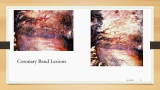 24-09-2020
Coronary Band Lesions
12
 