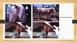 24-09-2020ABHIJITH SP CVAS POOKODE 13
Ulcerative Dermatitis
 