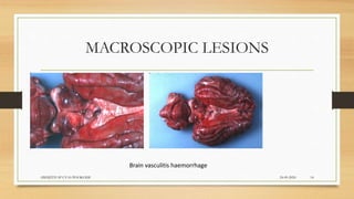 MACROSCOPIC LESIONS
24-09-2020ABHIJITH SP CVAS POOKODE 14
Brain vasculitis haemorrhage
 