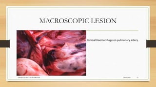 MACROSCOPIC LESION
24-09-2020ABHIJITH SP CVAS POOKODE 15
Intimal Haemorrhage on pulmonary artery
 