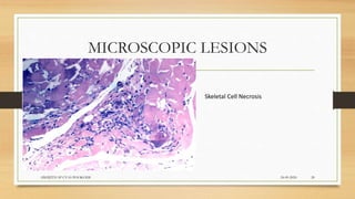 MICROSCOPIC LESIONS
24-09-2020ABHIJITH SP CVAS POOKODE 20
Skeletal Cell Necrosis
 