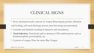 CLINICAL SIGNS
• Fever, ulcerated mouth, cyanosis of tongue [bluetongue], profuse salivation
and frothing, and nasal discharge [serous, later becoming mucopurulent].
• Coronitis and laminitis resulting in lameness and recumbency.
• Fetal infection. Fetal death and/or abortion; CNS malformations such as
hydranencephaly; porencephaly, etc.
• Cyanosis of tongue-Thus the name Blue Tongue.
24-09-2020ABHIJITH SP CVAS POOKODE 8
 