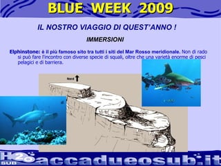 BLUE  WEEK  2009 Elphinstone:   è il più famoso sito tra tutti i siti del Mar Rosso meridionale.  Non di rado si può fare l'incontro con diverse specie di squali, oltre che una varietà enorme di pesci pelagici e di barriera.  IL NOSTRO VIAGGIO DI QUEST’ANNO ! IMMERSIONI 