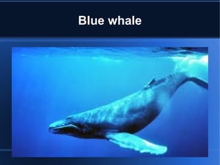 Blue whale
 