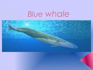 Blue whale
 