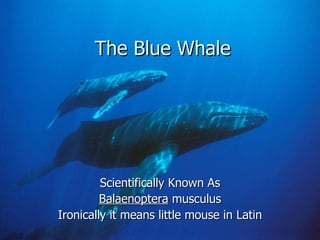 The Blue Whale Scientifically Known As Balaenoptera  musculus Ironically it means little mouse in Latin 